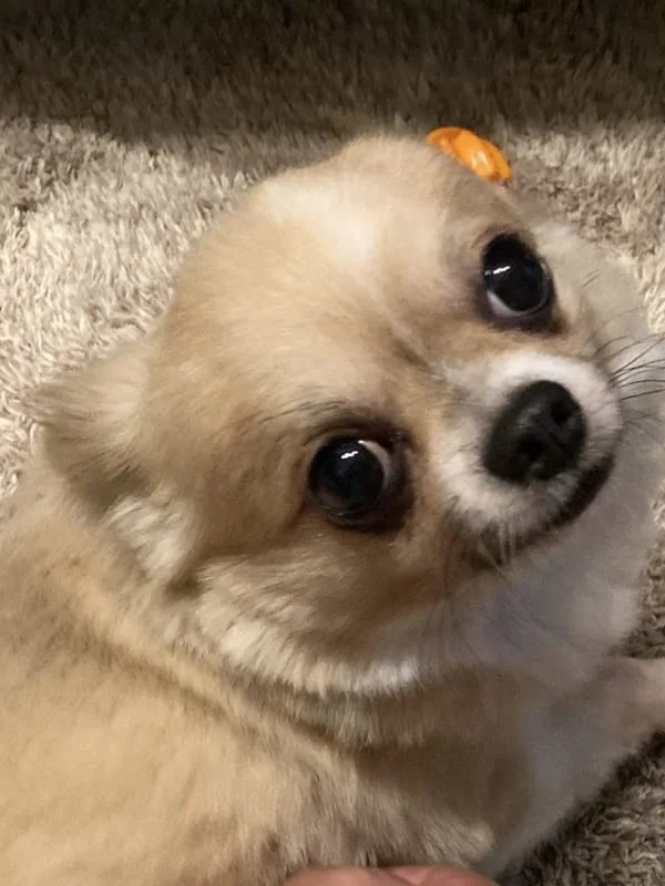 トトロ似店長～