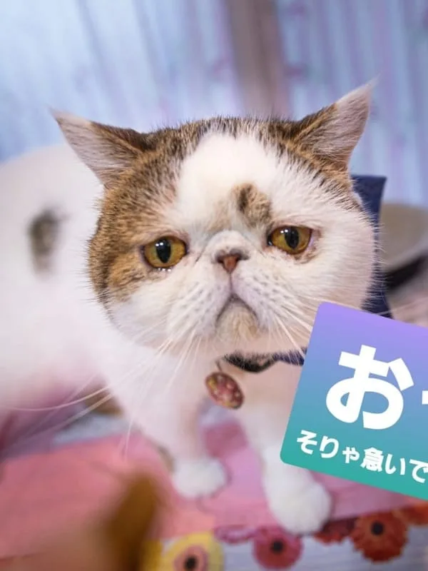 ゴンチャ